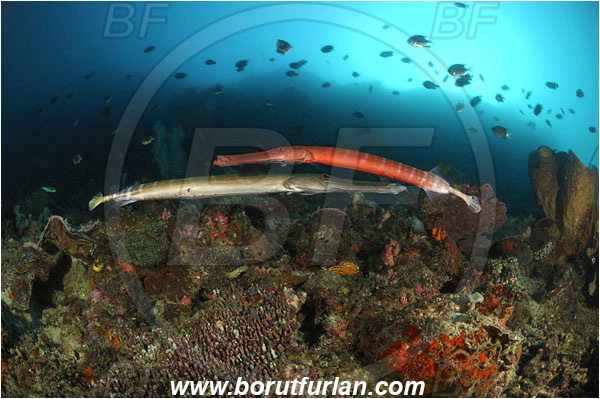 Lembeh strait, Sulawesi, Indonesia, Aulostomus chinensis, Aulostomus, Aulostomidae, Chinese trumpetfish, Trumpetfish, Fish, Reef