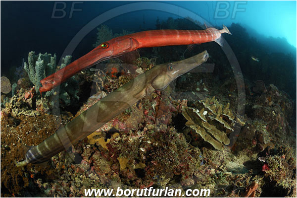 Lembeh strait, Sulawesi, Indonesia, Aulostomus chinensis, Aulostomus, Aulostomidae, Chinese trumpetfish, Trumpetfish, Fish, Reef
