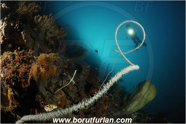 Lembeh strait, Sulawesi, Indonesia, Cirripathes sp., Cirripathes, Antipathidae, Whip coral, Wire coral, Cnidarian, Cnidaria, Reef, Diver