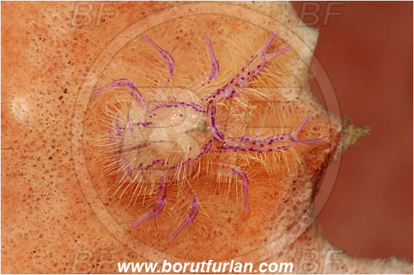 Lembeh strait, Sulawesi, Indonesia, Lauriea siagiani, Lauriea, Galatheidae, Decapoda, Hairy Squat Lobster, Squat lobster, Crustacea, Crustacean