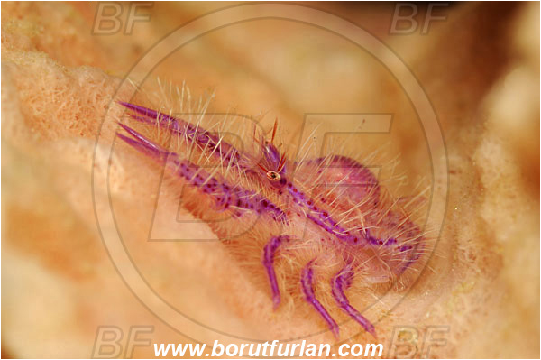 Lembeh strait, Sulawesi, Indonesia, Lauriea siagiani, Lauriea, Galatheidae, Decapoda, Hairy Squat Lobster, Squat lobster, Crustacea, Crustacean