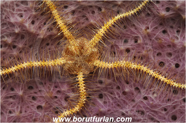 Lembeh strait, Sulawesi, Indonesia, Ophiothrix savignyi, Ophiothrix, Ophiotrichidae, Savigny