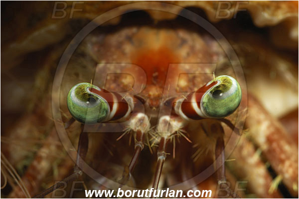 Lembeh strait, Sulawesi, Indonesia, Dardanus sp., Dardanus, Diogenidae, Anemone Hermit Crab, Hermit Crab, Decapoda, Crustacea, Crustacean, Abstract, Eyes