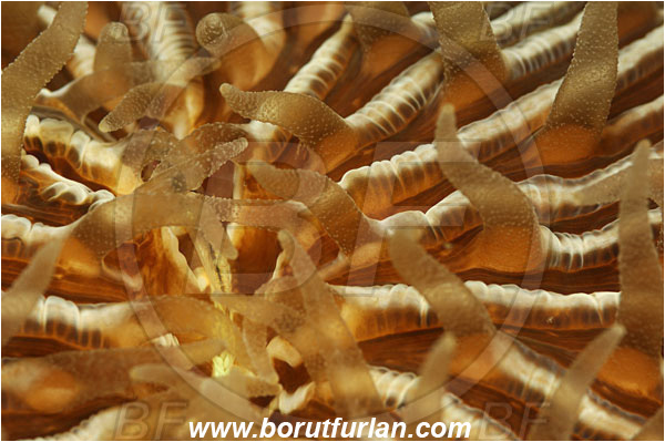 Lembeh, Sulawesi, Indonesia, Fungia sp., Fungia, Fungiidae, Mushroom coral, Coral, Anthozoa, Cnidaria, Cnidarian, Abstract