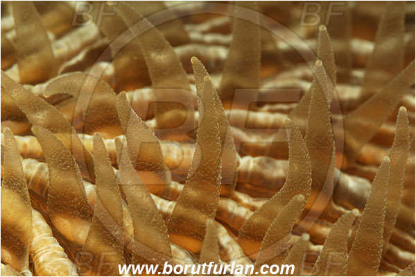 Lembeh, Sulawesi, Indonesia, Fungia sp., Fungia, Fungiidae, Mushroom coral, Coral, Anthozoa, Cnidaria, Cnidarian, Abstract