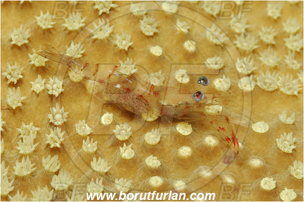Lembeh strait, Sulawesi, Indonesia, Palaemon sp., Palaemon, Palaemonidae, Decapoda, Shrimp, Crustacea, Crustacean