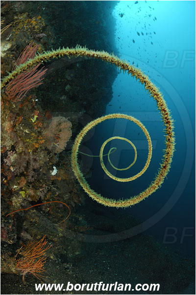 Lembeh strait, Sulawesi, Indonesia, Cirripathes spiralis, Cirripathes, Antipathidae, Spiral wire coral, Wire coral, Cnidarian, Cnidaria, Reef, Wall