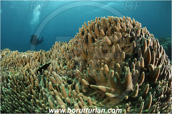 Lembeh strait, Sulawesi, Indonesia, Sinularia sp., Sinularia, Alcyoniidae, Digitate leather coral, Leather coral, Coral, Cnidaria, Cnidarian, Reef, Diver
