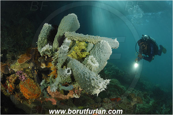 Lembeh strait, Sulawesi, Indonesia, Callyspongia sp., Callyspongia, Callyspongiidae, Porifera, Vase sponge, Sponge, Reef, Diver