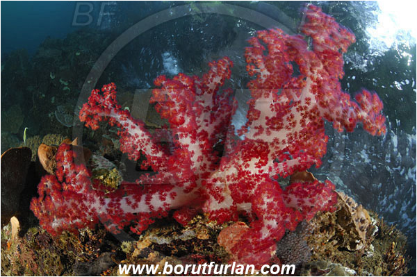 Lembeh strait, Sulawesi, Indonesia, Dendronephthya sp., Dendronephthya, Nephtheidae, Soft coral, Coral, Anthozoa, Cnidaria, Cnidarian, Reef