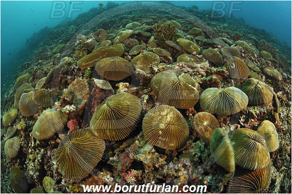 Lembeh, Sulawesi, Indonesia, Fungia sp., Fungia, Fungiidae, Mushroom coral, Coral, Anthozoa, Cnidaria, Cnidarian, Reef
