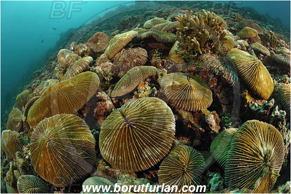 Lembeh, Sulawesi, Indonesia, Fungia sp., Fungia, Fungiidae, Mushroom coral, Coral, Anthozoa, Cnidaria, Cnidarian, Reef