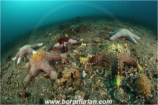 Lembeh strait, Sulawesi, Indonesia, Pentaceraster sp., Pentaceraster, Oreasteridae, Asteroidea, Echinodermata, Echinoderm, Starfish, Reef, Sand