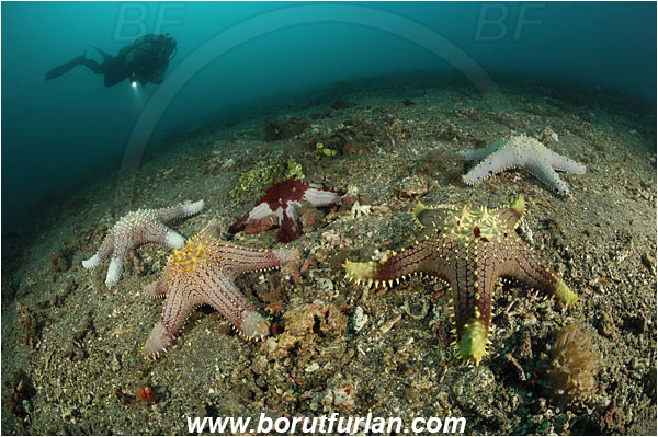 Lembeh strait, Sulawesi, Indonesia, Pentaceraster sp., Pentaceraster, Oreasteridae, Asteroidea, Echinodermata, Echinoderm, Starfish, Reef, Sand, Diver