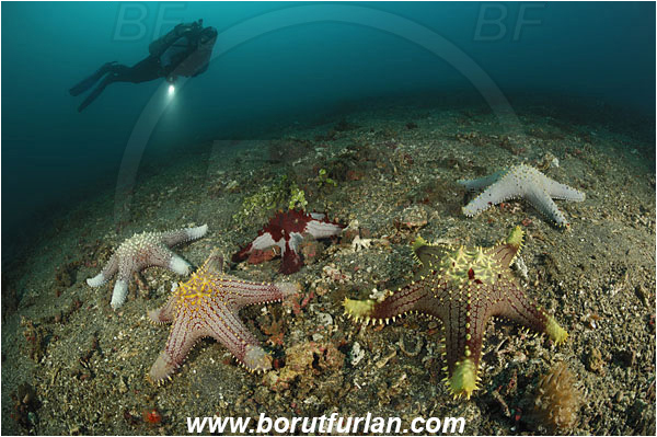 Lembeh strait, Sulawesi, Indonesia, Pentaceraster sp., Pentaceraster, Oreasteridae, Asteroidea, Echinodermata, Echinoderm, Starfish, Reef, Sand, Diver