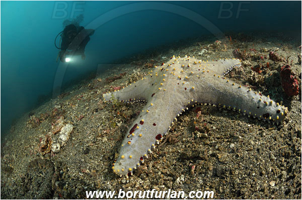 Lembeh strait, Sulawesi, Indonesia, Pentaceraster sp., Pentaceraster, Oreasteridae, Asteroidea, Echinodermata, Echinoderm, Starfish, Reef, Sand, Diver
