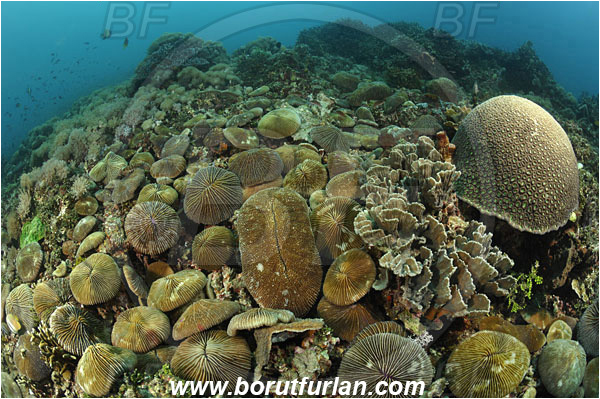 Lembeh, Sulawesi, Indonesia, Fungia sp., Fungia, Fungiidae, Mushroom coral, Coral, Anthozoa, Cnidaria, Cnidarian, Reef