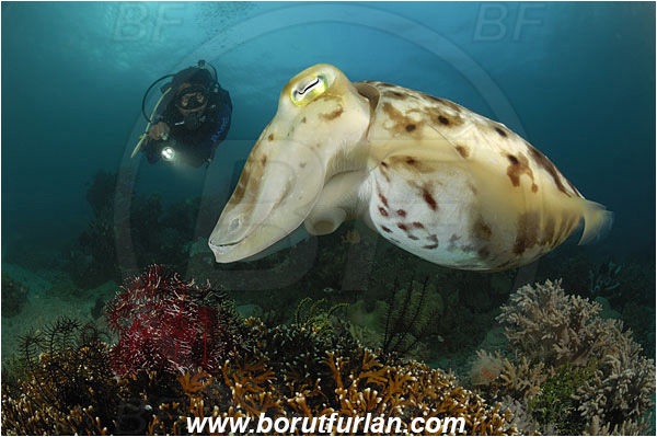 Lembeh strait, Sulawesi, Indonesia, Sepia latimanus, Sepia, Sepiidae, Cephalopoda, Mollusca, Mollusc, Broadclub Cuttlefish, Cuttlefish, Reef, Diver