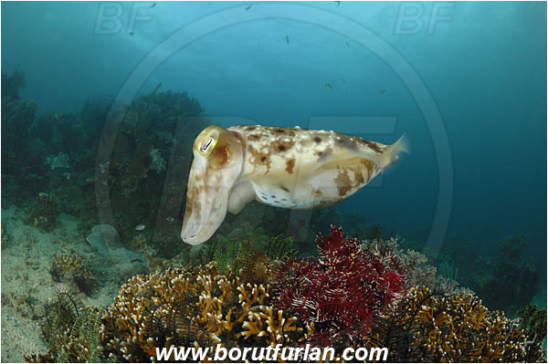 Lembeh strait, Sulawesi, Indonesia, Sepia latimanus, Sepia, Sepiidae, Cephalopoda, Mollusca, Mollusc, Broadclub Cuttlefish, Cuttlefish, Reef
