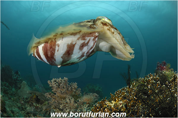 Lembeh strait, Sulawesi, Indonesia, Sepia latimanus, Sepia, Sepiidae, Cephalopoda, Mollusca, Mollusc, Broadclub Cuttlefish, Cuttlefish, Reef