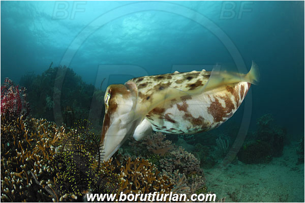 Lembeh strait, Sulawesi, Indonesia, Sepia latimanus, Sepia, Sepiidae, Cephalopoda, Mollusca, Mollusc, Broadclub Cuttlefish, Cuttlefish, Reef, Laying eggs