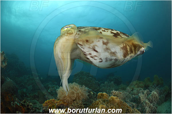 Lembeh strait, Sulawesi, Indonesia, Sepia latimanus, Sepia, Sepiidae, Cephalopoda, Mollusca, Mollusc, Broadclub Cuttlefish, Cuttlefish, Reef