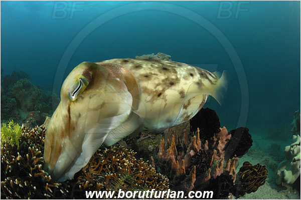 Lembeh strait, Sulawesi, Indonesia, Sepia latimanus, Sepia, Sepiidae, Cephalopoda, Mollusca, Mollusc, Broadclub Cuttlefish, Cuttlefish, Reef, Laying eggs