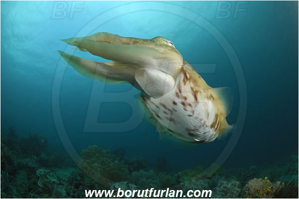 Lembeh strait, Sulawesi, Indonesia, Sepia latimanus, Sepia, Sepiidae, Cephalopoda, Mollusca, Mollusc, Broadclub Cuttlefish, Cuttlefish, Reef