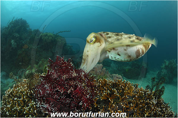Lembeh strait, Sulawesi, Indonesia, Sepia latimanus, Sepia, Sepiidae, Cephalopoda, Mollusca, Mollusc, Broadclub Cuttlefish, Cuttlefish, Reef, Laying eggs