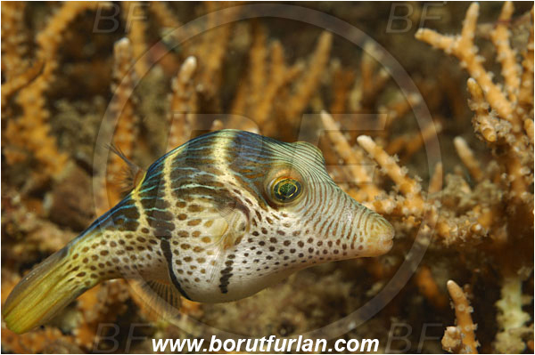 Lembeh strait, Sulawesi, Indonesia, Canthigaster valentini, Canthigaster, Tetraodontidae, Valentini
