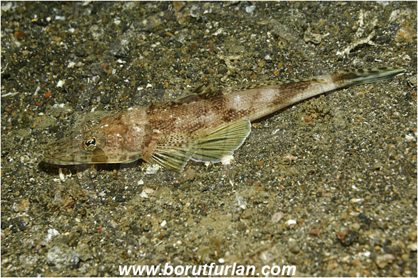 Lembeh strait, Sulawesi, Indonesia, Thysanophrys celebica, Thysanophrys, Platycephalidae, Celebes Flathead, Flathead, Fish