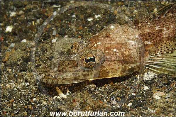Lembeh strait, Sulawesi, Indonesia, Thysanophrys celebica, Thysanophrys, Platycephalidae, Celebes Flathead, Flathead, Fish, Portrait