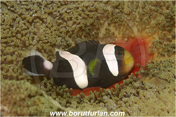 Lembeh strait, Sulawesi, Indonesia, Amphiprion polymnus, Amphiprion, Pomacentridae, Saddleback Clownfish, Anemonefish, Clownfish, Fish