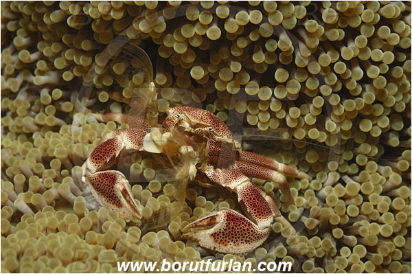 Lembeh strait, Sulawesi, Indonesia, Neopetrolisthes maculatus, Neopetrolisthes, Porcellanidae, Decapoda, Porcelain Crab, Crab, Crustacea, Crustacean