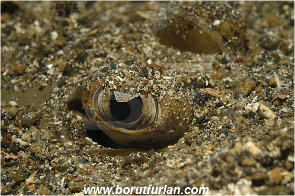 Lembeh strait, Sulawesi, Indonesia, Platycephalidae, Flathead, Fish, Eye
