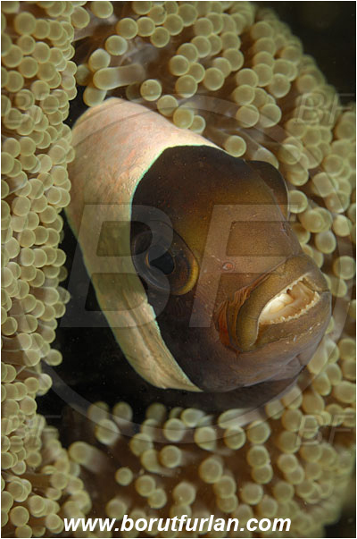 Lembeh strait, Sulawesi, Indonesia, Amphiprion polymnus, Amphiprion, Pomacentridae, Saddleback Clownfish, Anemonefish, Clownfish, Fish, Portrait