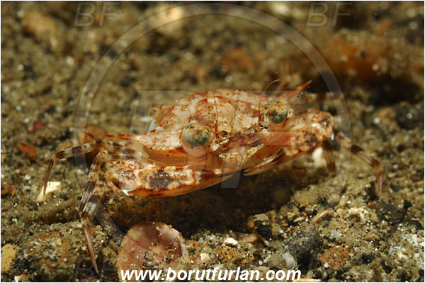 Lembeh strait, Sulawesi, Indonesia, Achelous sp., Achelous, Portunidae, Decapoda, Crab, Crustacea, Crustacean