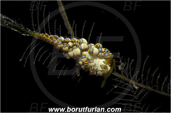 Lembeh strait, Sulawesi, Indonesia, Trinchesia yamasui, Trinchesia, Trinchesiidae, Aeolid nudibranch, Nudibranch, Sea slug, Gastropoda, Mollusca, Mollusc