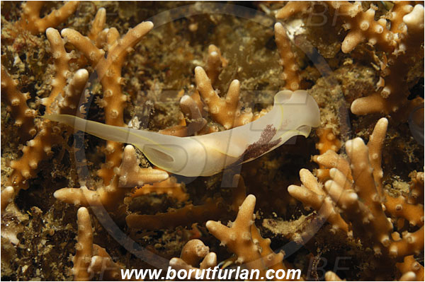 Lembeh strait, Sulawesi, Indonesia, Chelidonura amoena, Chelidonura, Aglajidae, Headshield Slug, Nudibranch, Sea slug, Gastropoda, Mollusca, Mollusc