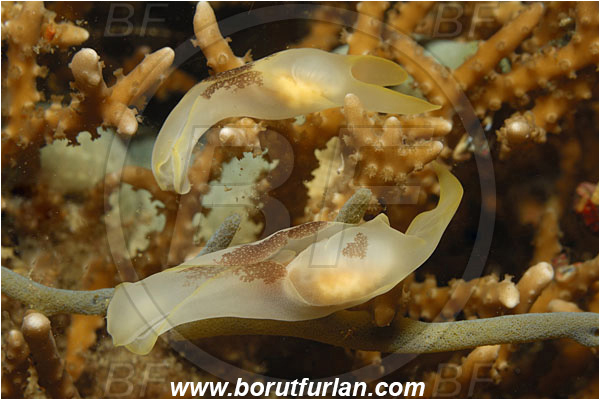 Lembeh strait, Sulawesi, Indonesia, Chelidonura amoena, Chelidonura, Aglajidae, Headshield Slug, Nudibranch, Sea slug, Gastropoda, Mollusca, Mollusc