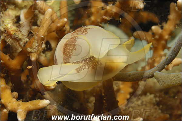 Lembeh strait, Sulawesi, Indonesia, Chelidonura amoena, Chelidonura, Aglajidae, Headshield Slug, Nudibranch, Sea slug, Gastropoda, Mollusca, Mollusc, Mating
