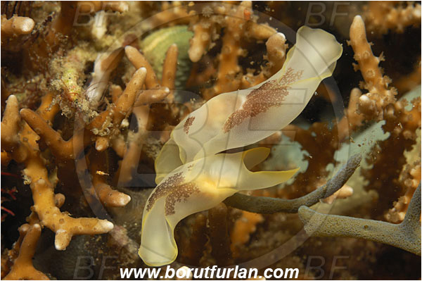 Lembeh strait, Sulawesi, Indonesia, Chelidonura amoena, Chelidonura, Aglajidae, Headshield Slug, Nudibranch, Sea slug, Gastropoda, Mollusca, Mollusc