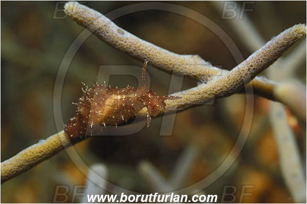 Lembeh strait, Sulawesi, Indonesia, Stylocheilus striatus, Stylocheilus, Aplysiidae, Lined Seahare, Seahare, Sea slug, Gastropoda, Mollusca, Mollusc