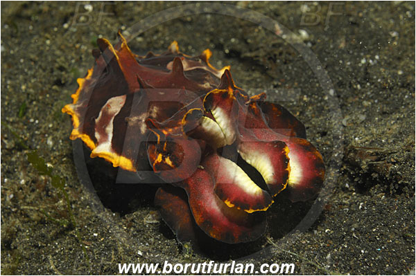 Lembeh strait, Sulawesi, Indonesia, Metasepia pfefferi, Metasepia, Sepiidae, Cephalopoda, Mollusca, Mollusc, Pfeffer