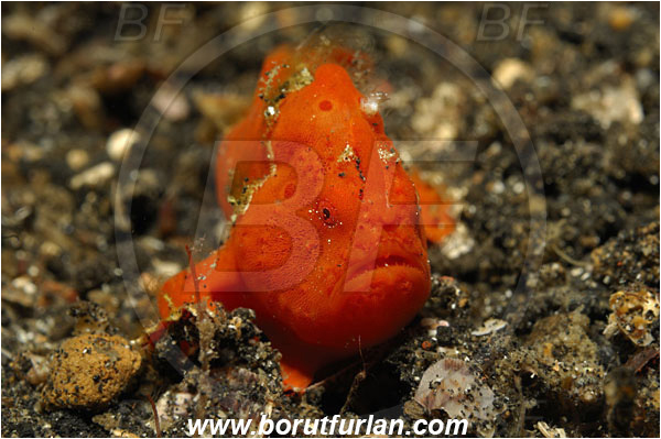 Lembeh strait, Sulawesi, Indonesia, Antennarius pictus, Antennarius, Antennariidae, Painted frogfish, Frogfish, Fish, Juvenile