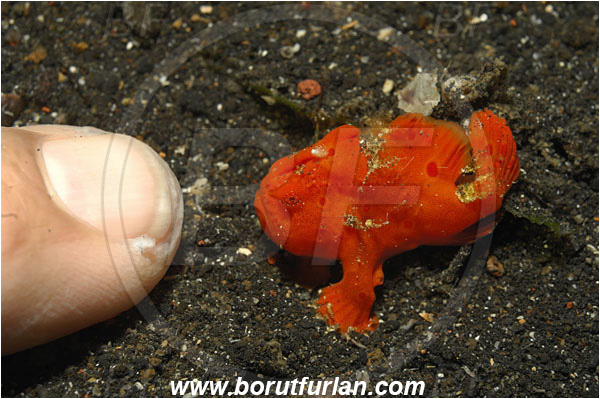 Lembeh strait, Sulawesi, Indonesia, Antennarius pictus, Antennarius, Antennariidae, Painted frogfish, Frogfish, Fish, Juvenile
