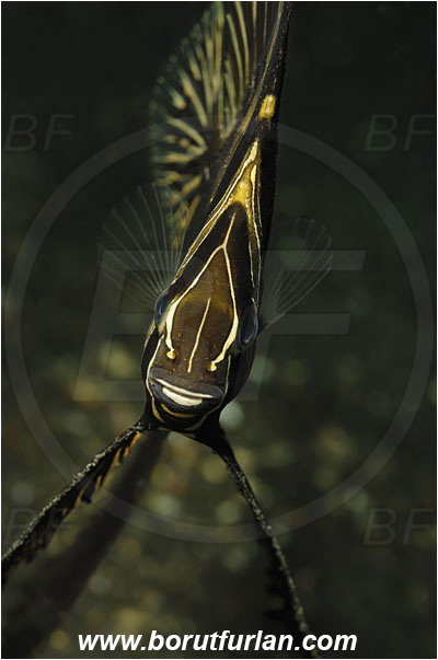 Lembeh strait, Sulawesi, Indonesia, Platax batavianus, Platax, Ephippidae, Humpback batfish, Batfish, Fish, Juvenile, Portrait