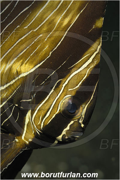 Lembeh strait, Sulawesi, Indonesia, Platax batavianus, Platax, Ephippidae, Humpback batfish, Batfish, Fish, Juvenile, Portrait