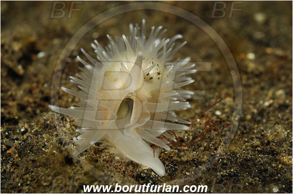 Lembeh strait, Sulawesi, Indonesia, Cypraeidae, Cowry, Sea snail, Gastropoda, Mollusca, Mollusc, Unidentified
