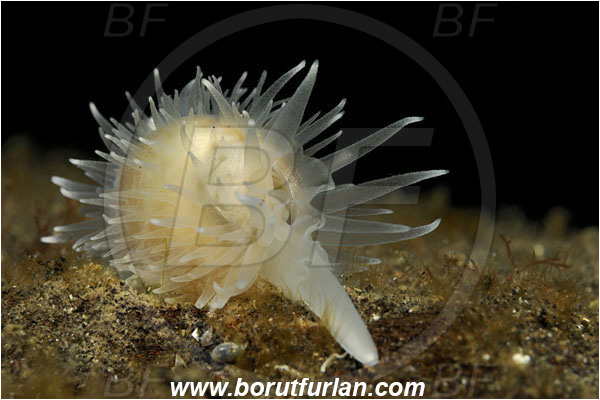 Lembeh strait, Sulawesi, Indonesia, Cypraeidae, Cowry, Sea snail, Gastropoda, Mollusca, Mollusc, Unidentified